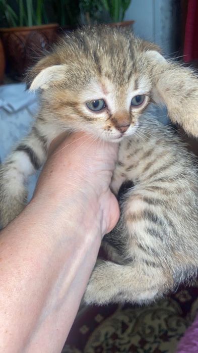 Котята в хорошие руки