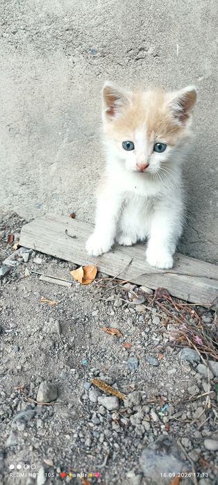 Котятки в добрые руки