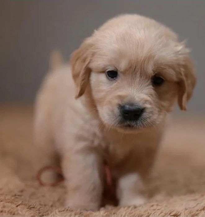 Чистокръвени  голдън ретривър женски и мъжки 
Мъжки и женски 
К