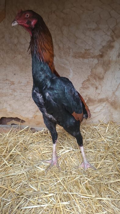 Продам Бойцовых Петухов