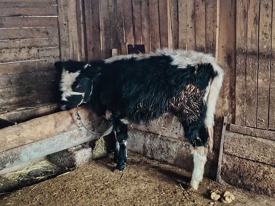 Город Шымкент...