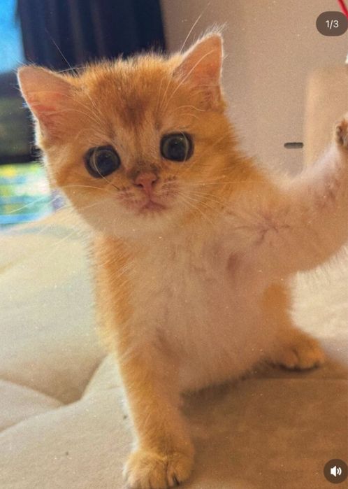 Золотые котята мимимишки