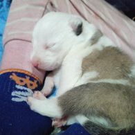 Открыта бронь на щенков хаски