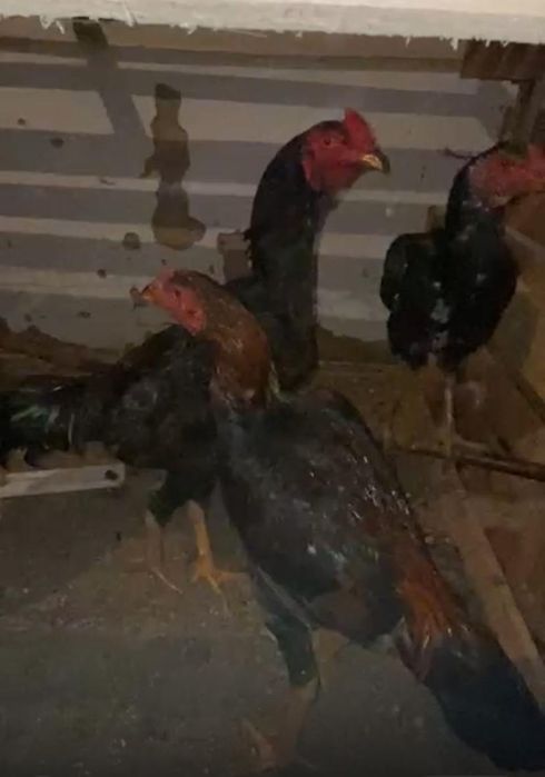 Бойцовский шожелер бар