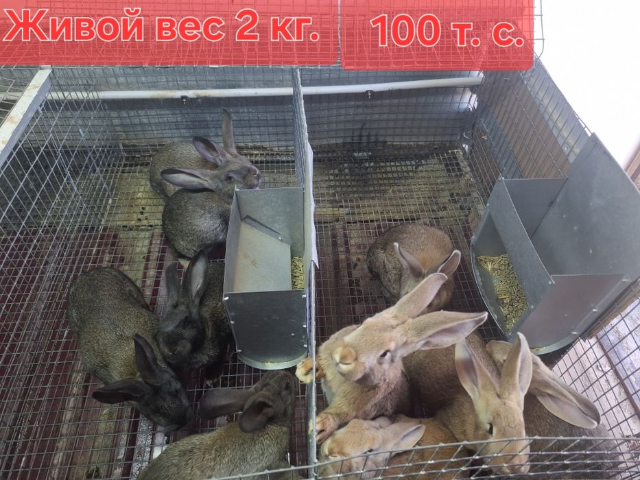 Кролики домашние.