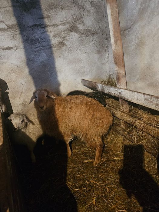 Продам 3 жирных баранов