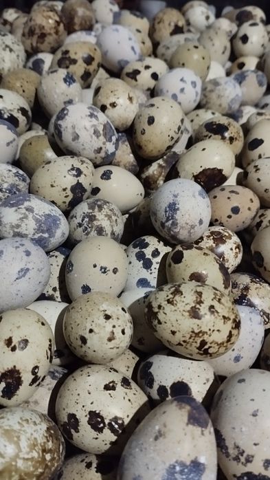 Яйцо перепелиное