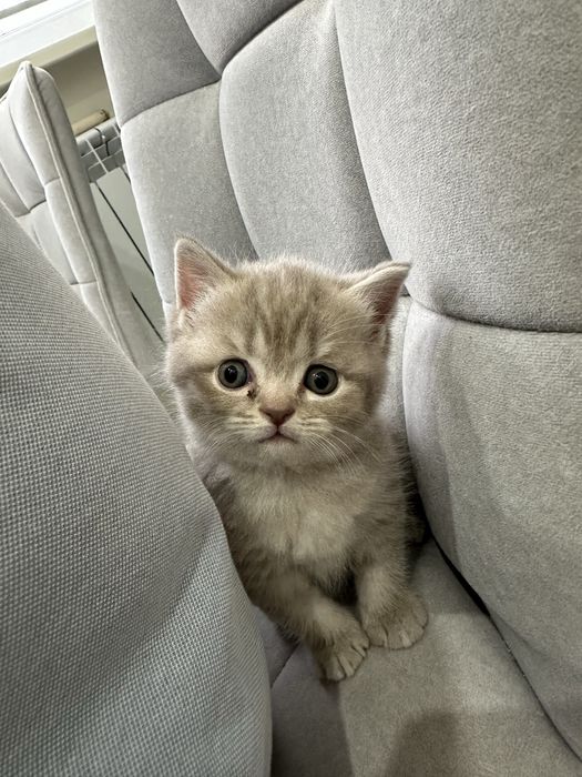 Мысық сатылады 70 000 тг