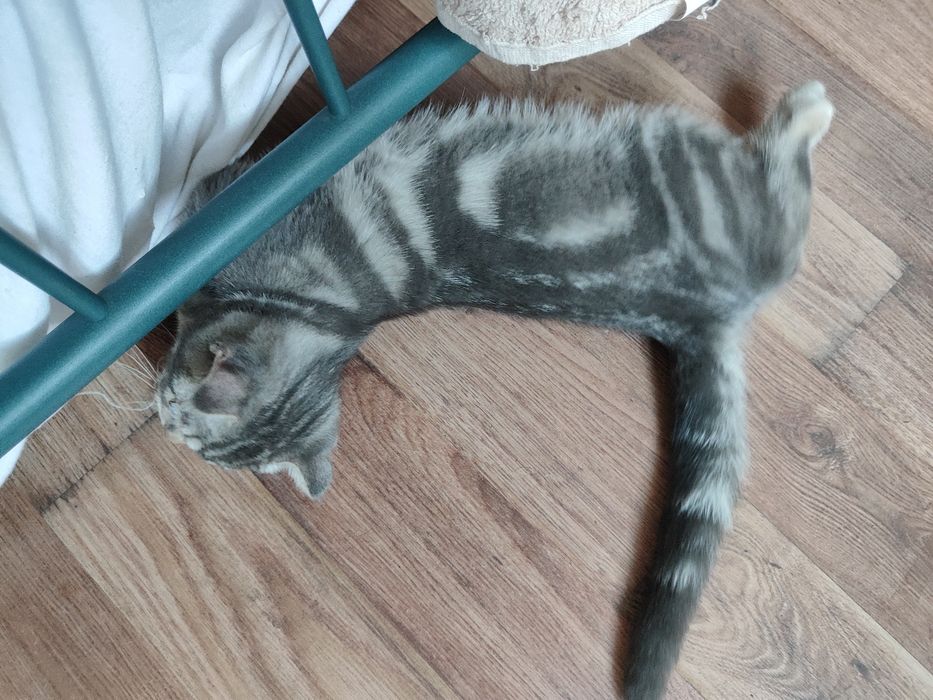 Вислоухие котята