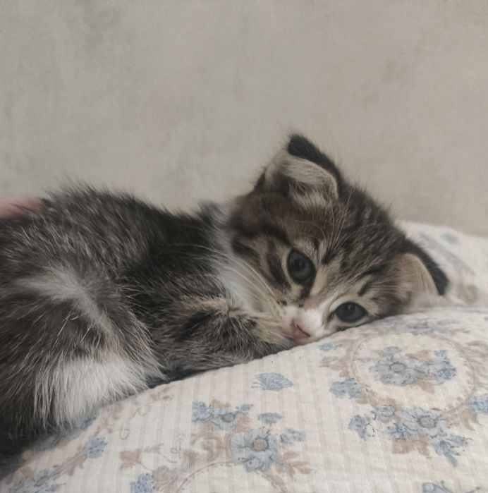 Котёнок веслоухий
