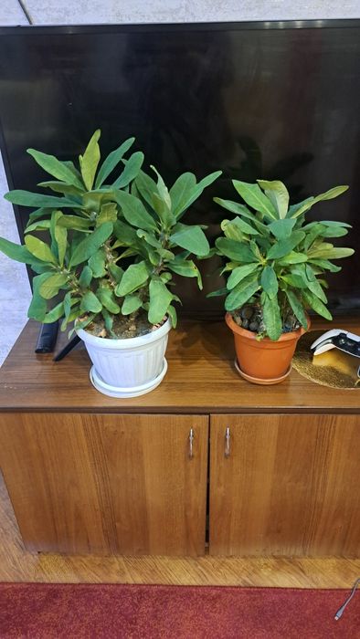 Цветы  разные ухоженные