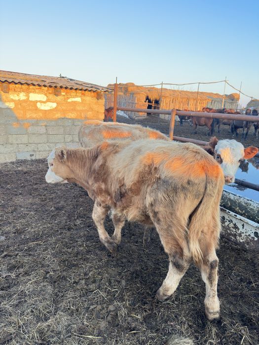 Бычки бык крс бұқа