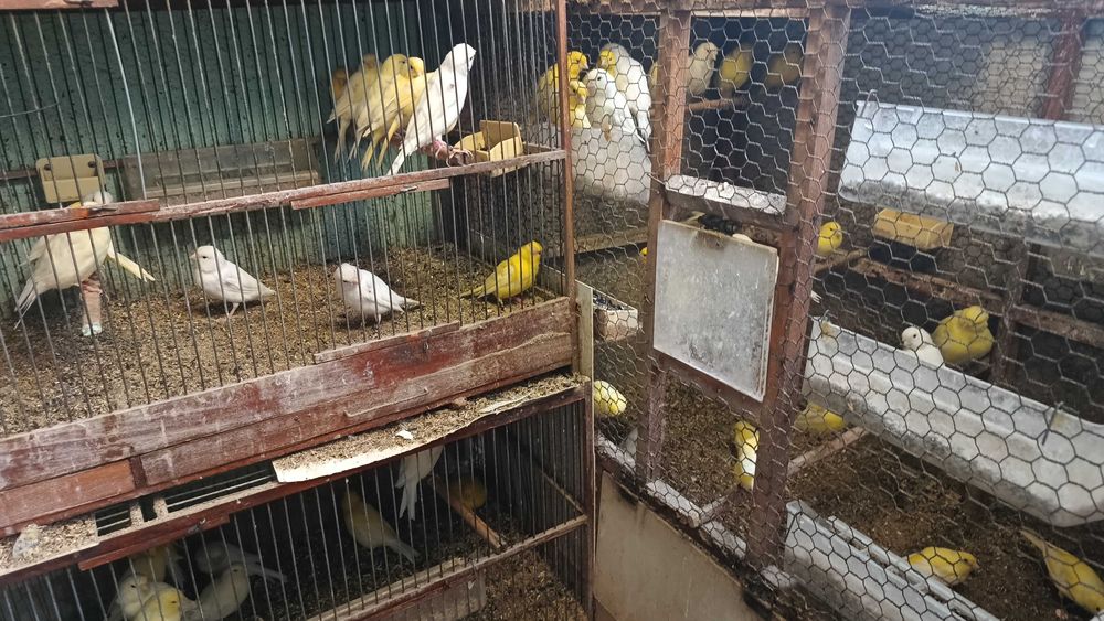 Продавам канарчета млади 2025г