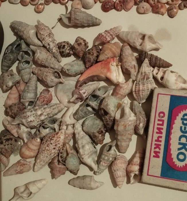 Продаю морские ракушки