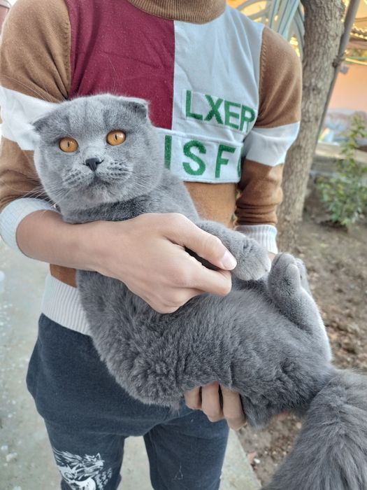 Шотланский скоттиш фолд ва страйт мушуклар сотилади, буйдок хаммаси