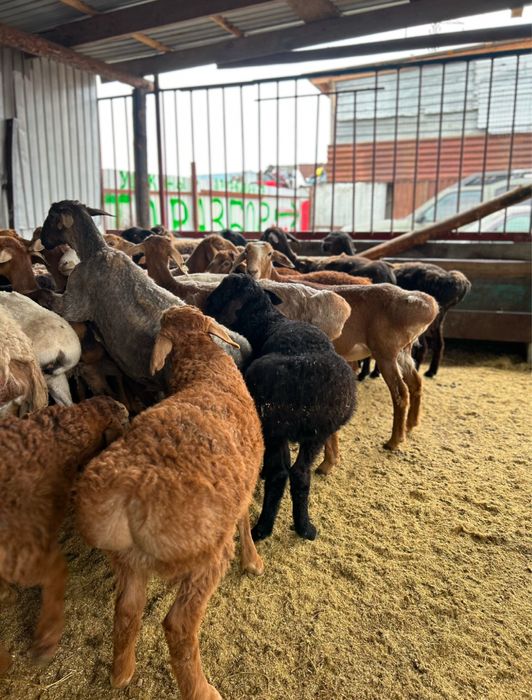 Қой, Тоқты, Бараны