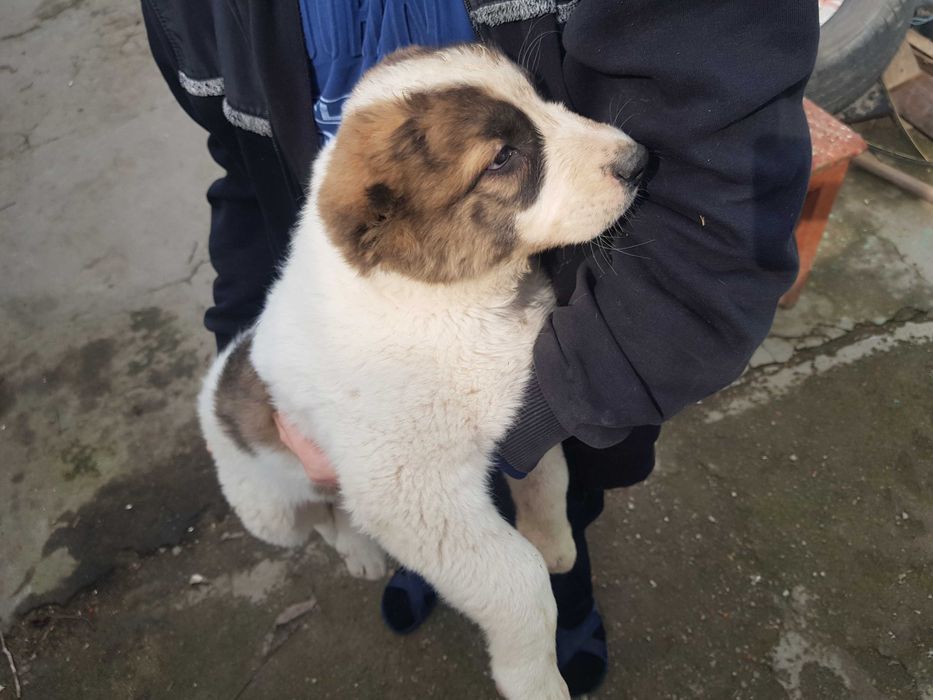 Алабай  (САО) щенок