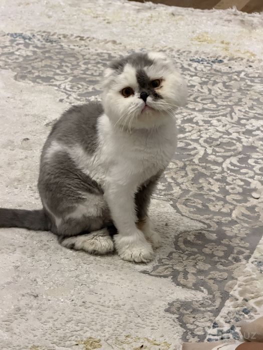 Персидская кошка