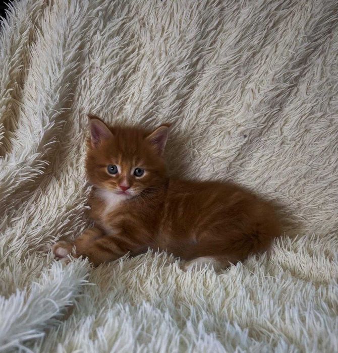Котята Мейн-Кун.  Бронь открыта.