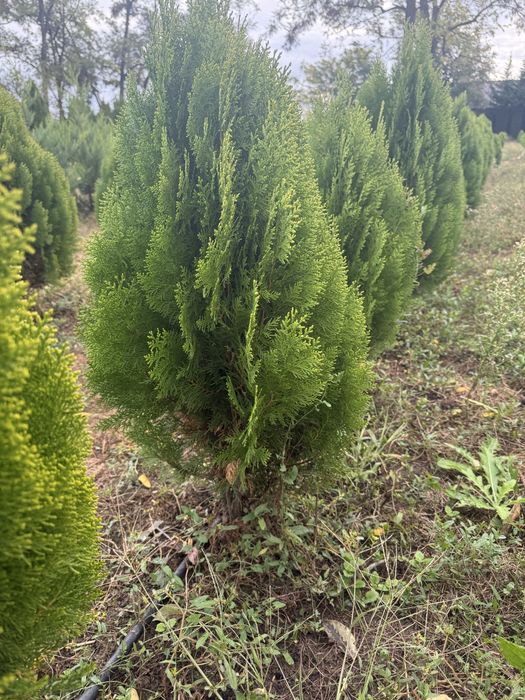 Tuia Aurea nana conifer