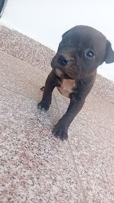 căței amstaff de o lună jumătate