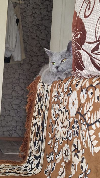 Веслоухий шотландец ищет кошку