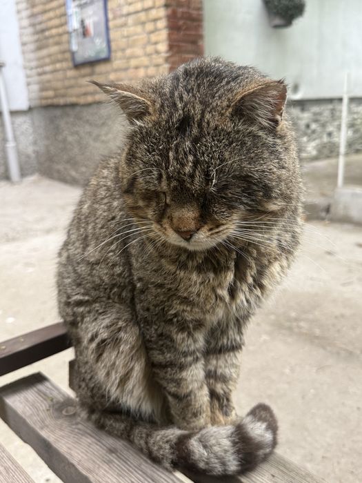 Раненый кот нуждается в помощи