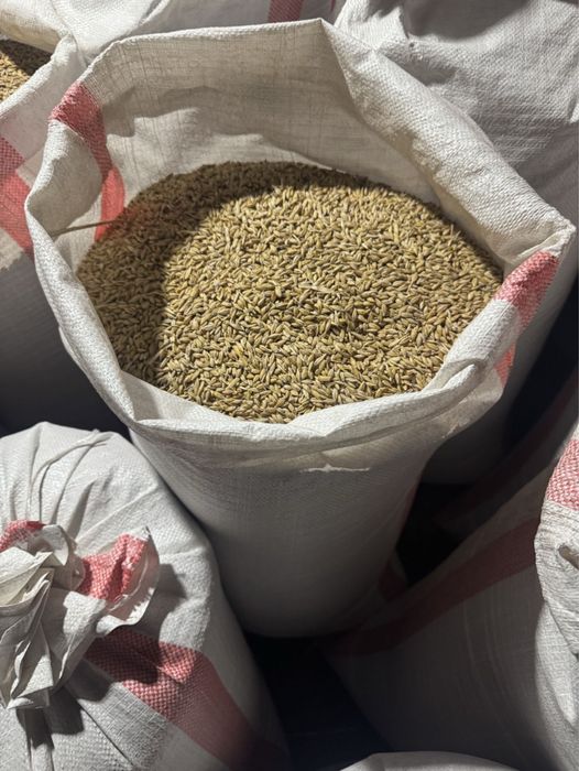 продам ячмень в мешках