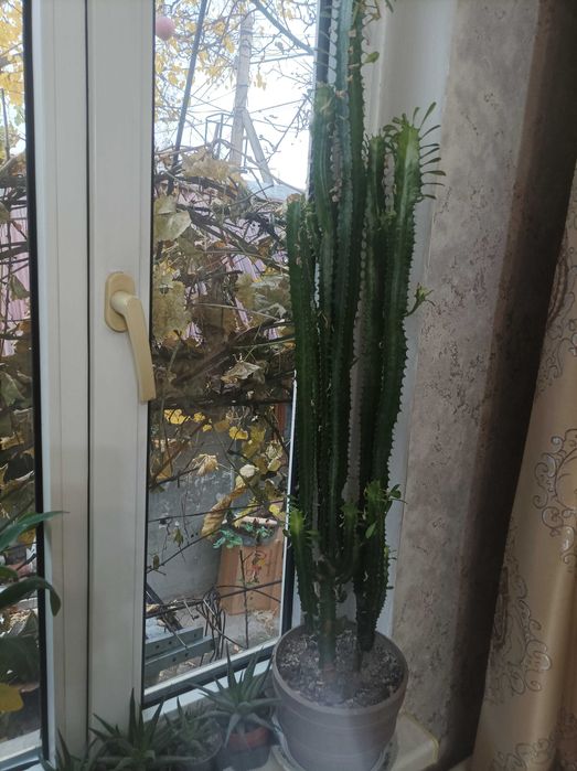 Комнатные растения