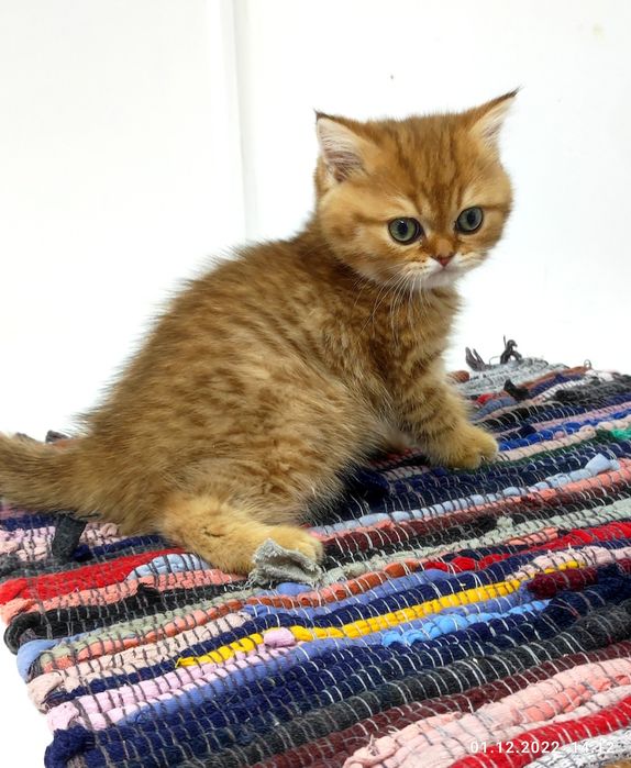 БритАнскИе КотЯта