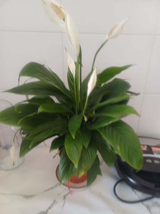 Продаю цветы Женское счастье