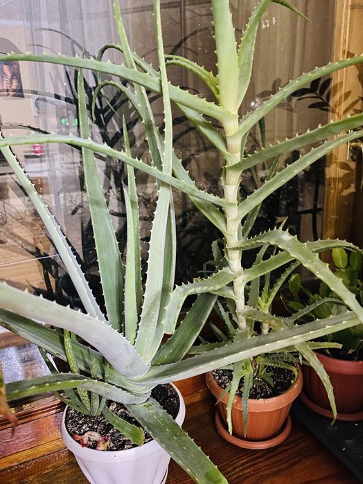 Продам алоэ вера и столетник.