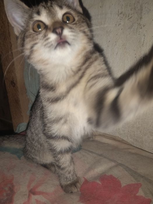 Котёнок ответственным людям!