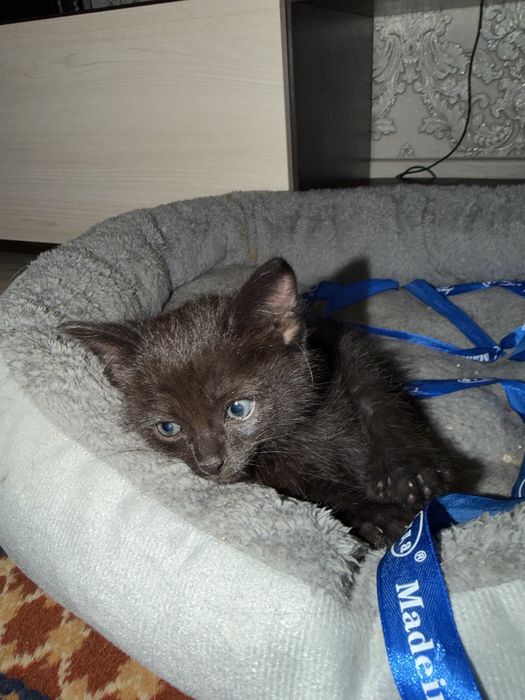 Отдам котенка в добрые руки!