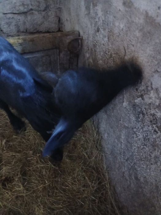 Vițel de bivoliță de vânzare