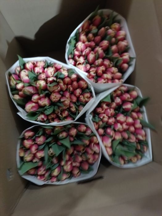 Свежий тюльпаны на 8 март