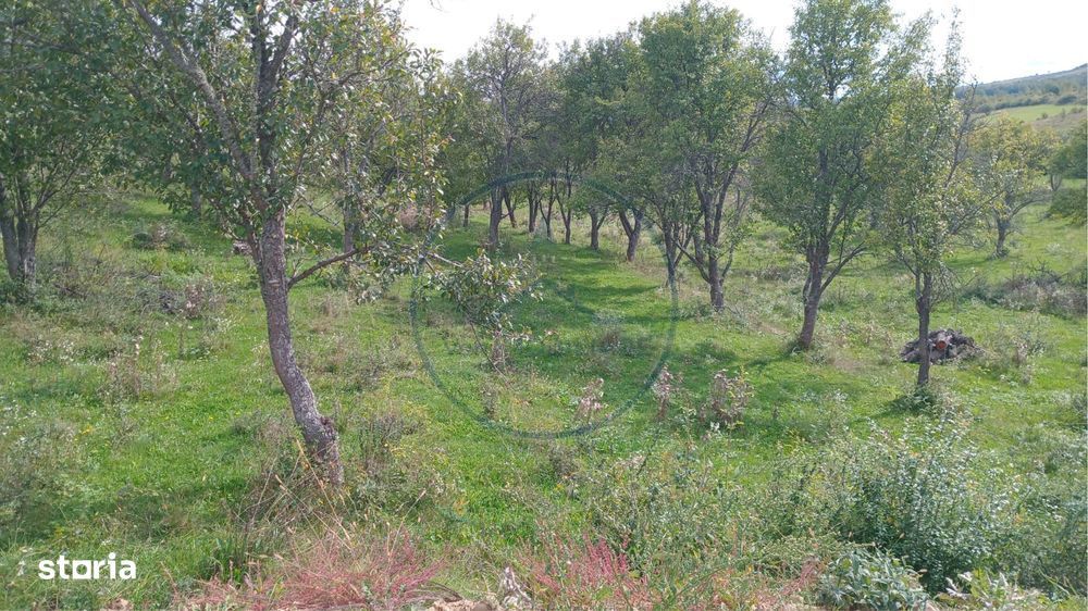 Teren extravilan 10.000 mp – Livada de pruni, Dorolea (15 km de Bist