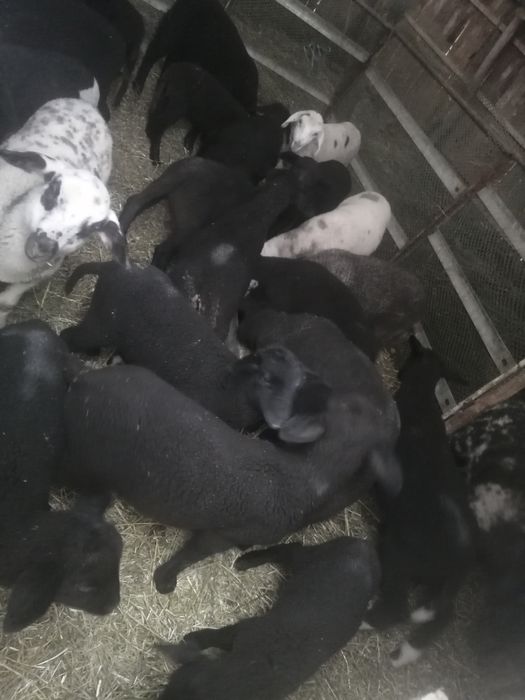 Vând miei de carne pentru Paște ,crescuți natural