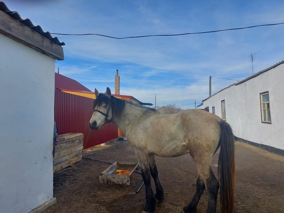 Айғыр (Жеребец )