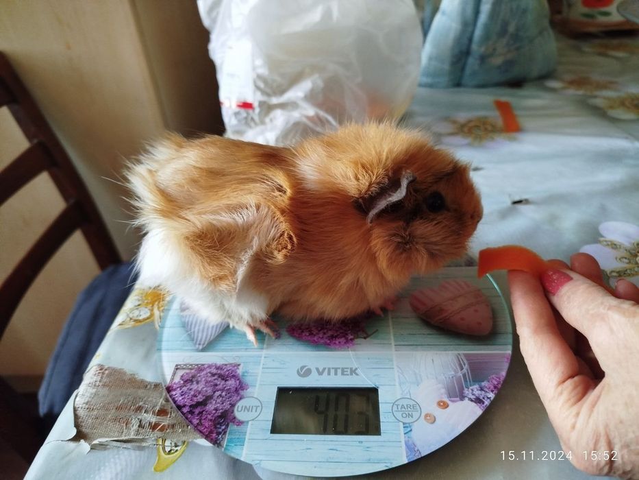 Морские свинки домашние