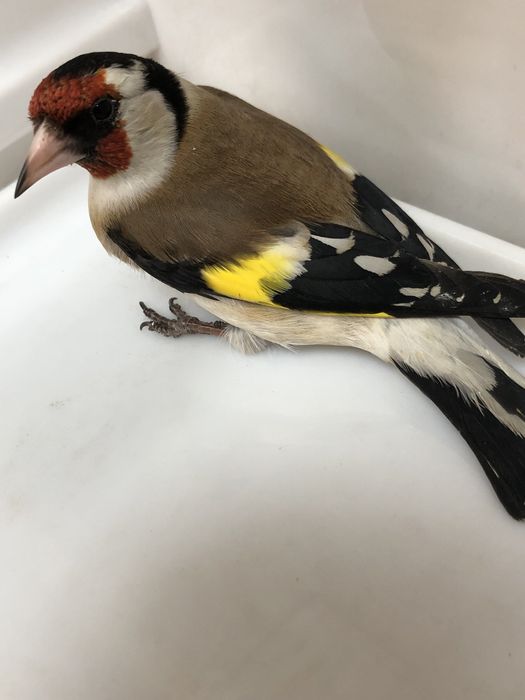 Щегол зимник черноголовый самец