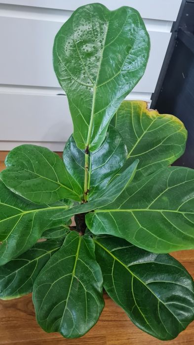 Фикус Лирата продам