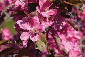 Ябълка  RedLove “Sirena”  – “ Червена луна”