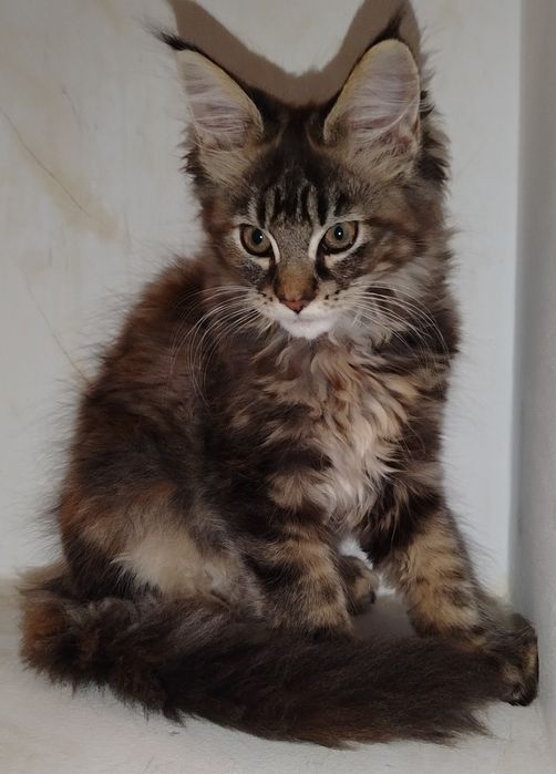 Băiețel Maine Coon XXL