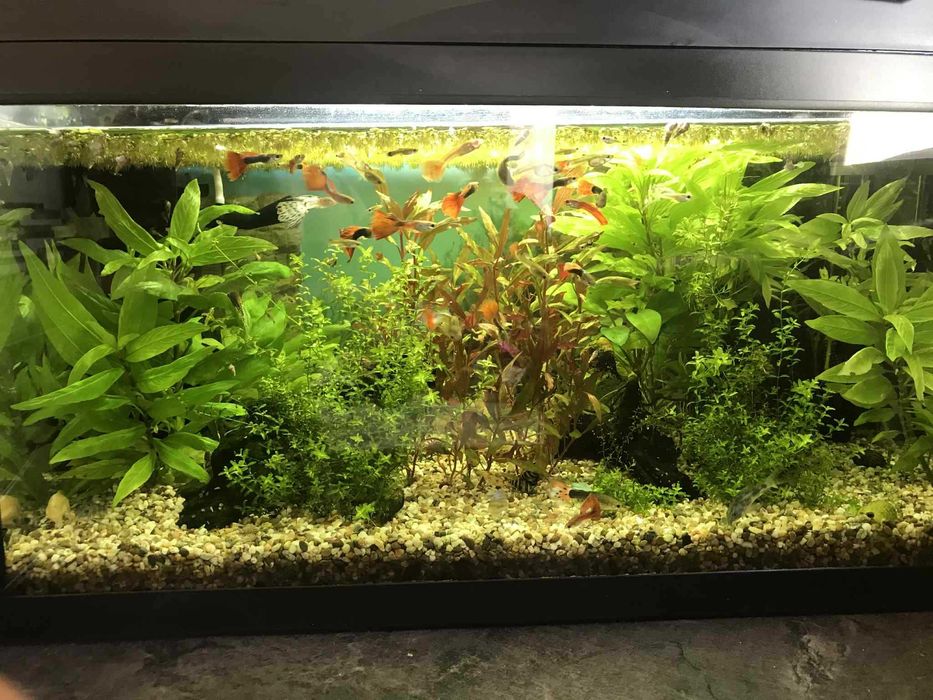 Vând acvariu dotat!