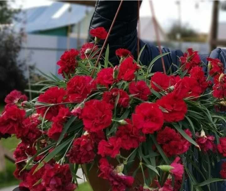 Ампельная гвоздика