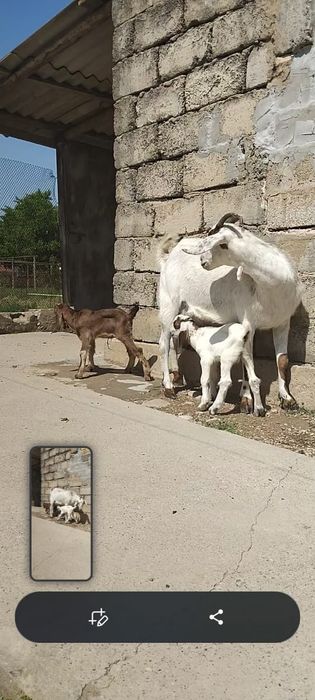 Нубийский  ешкі сатылады