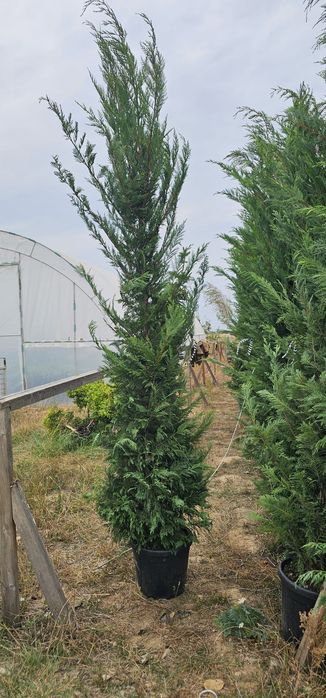 Cupressocyparis leylandi ( gard viu)