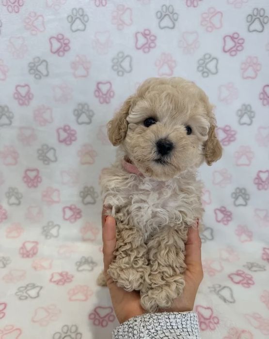 Caniche pudel poodle