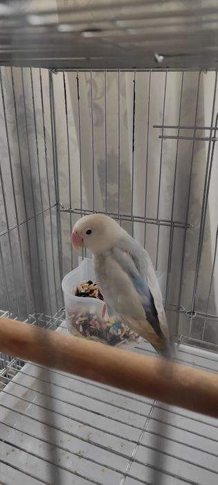 Продается неразлучник